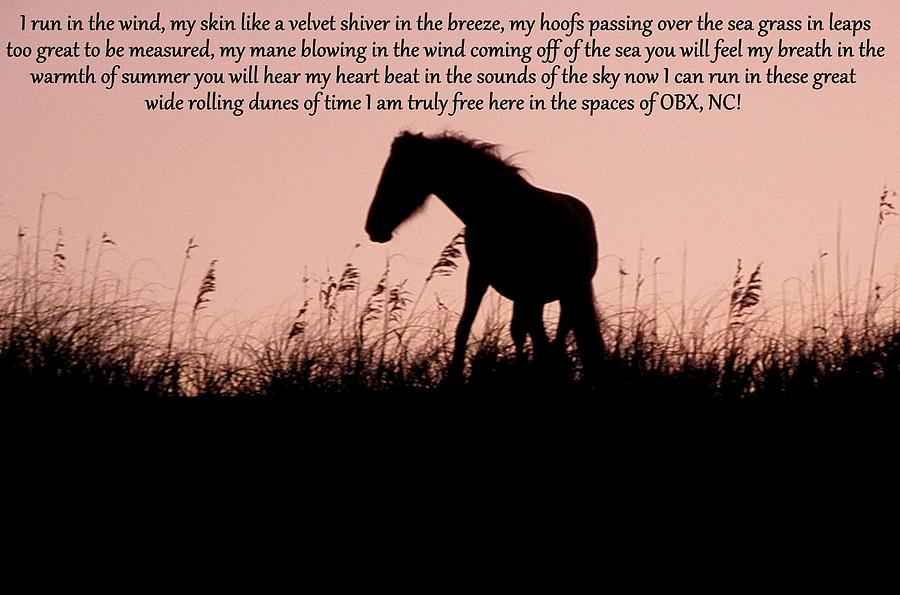 The words of a Wild Filly  Photograph by Kim Galluzzo