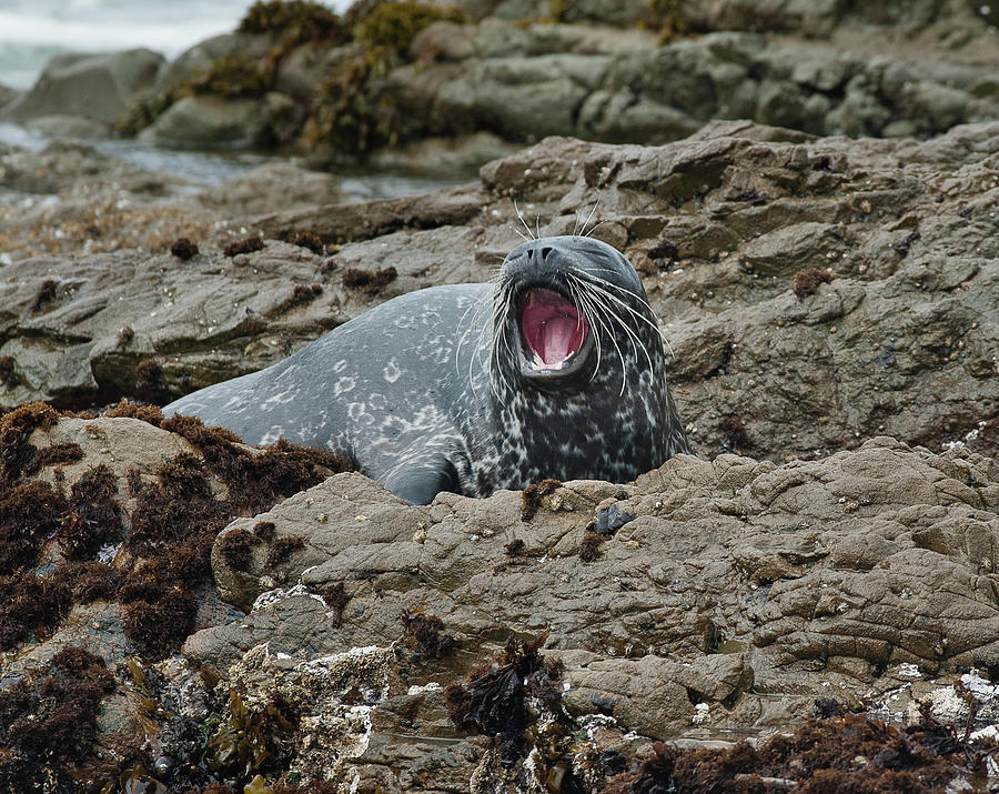 The Yawn Photograph by Greg Nyquist