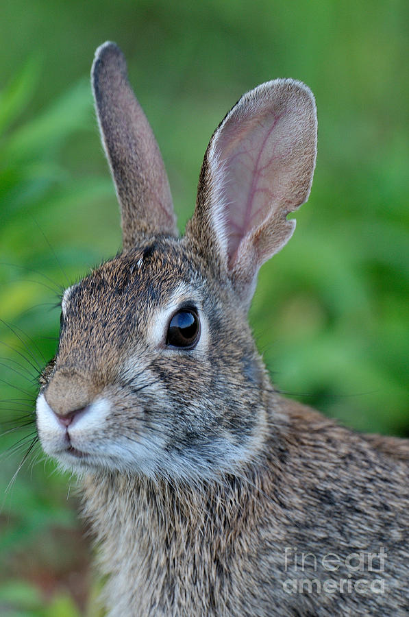 The Year Of The Rabbit Photograph by Craig Leaper