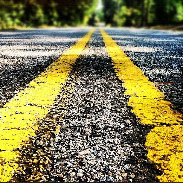 Tree Photograph - The Yellow Lines by Lea Ward