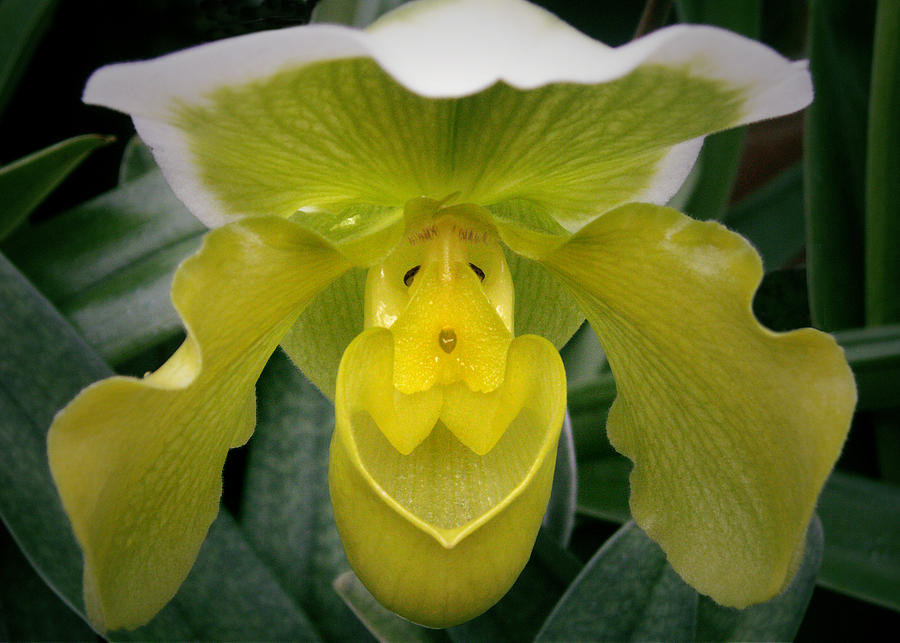 The Yellow Orchid Photograph by Nancy Griswold