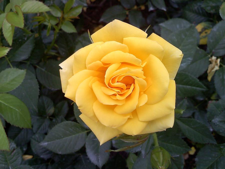 The Yellow Rose Photograph by Chad and Stacey Hall