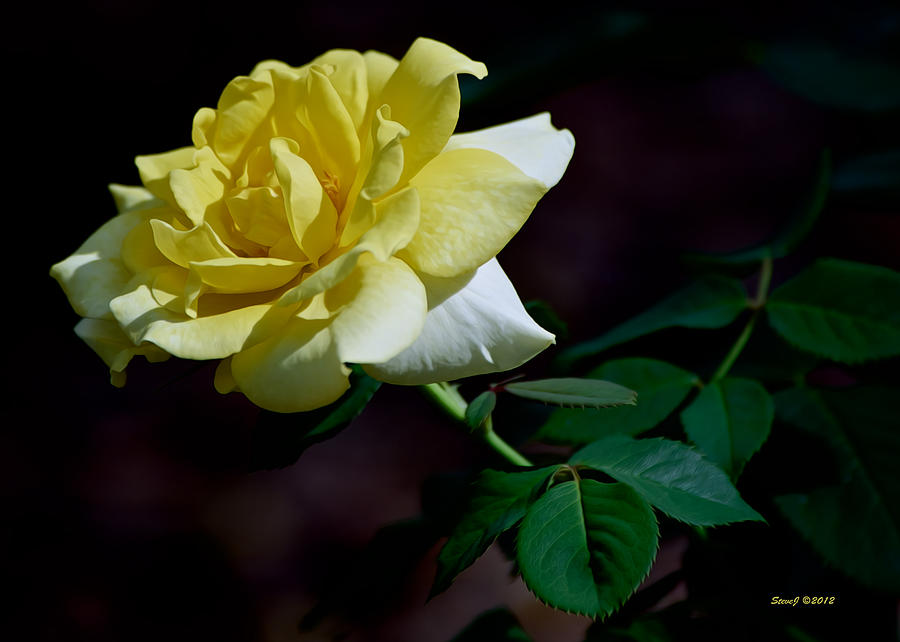The Yellow Rose Of .... Photograph by Stephen Johnson