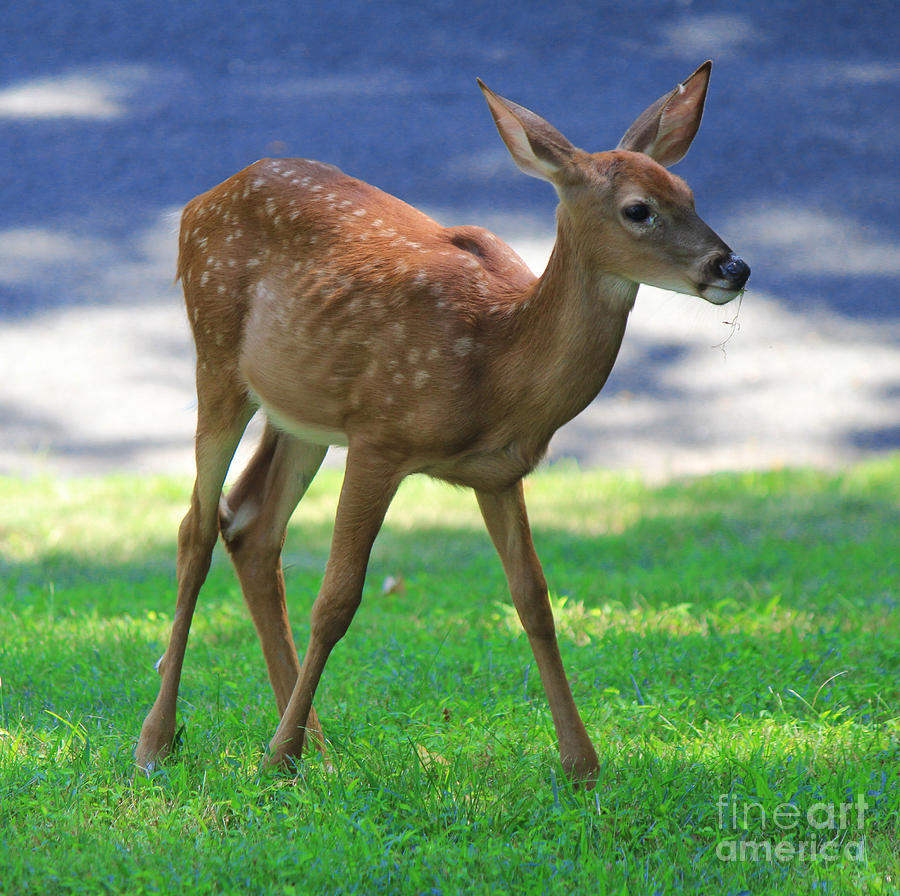 Young one shop of deer