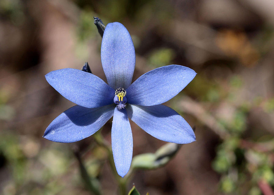 Thelymitra crinita Blue Lady Orchid 1  Photograph by Tony Brown