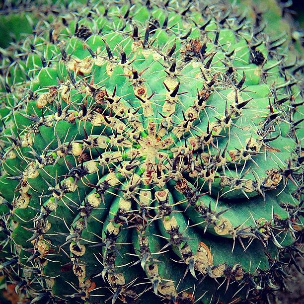 Rose Photograph - There Are Wide Varieties Of Cactus And by Ahmed Oujan