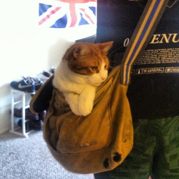 Animal Photograph - Theres A #cat In My #bag! by Nic Foster 💩💨