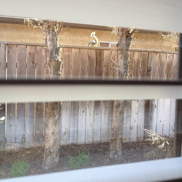 Theres A Squirrel On My Fence 😂 Photograph by Molly Mckee