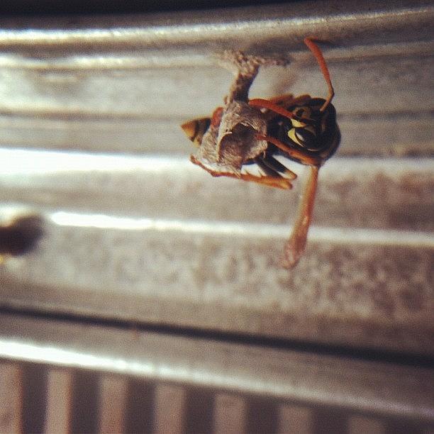 Macro Photograph - Theres A Wasp In My Shed Trying To by Danny Lemaire