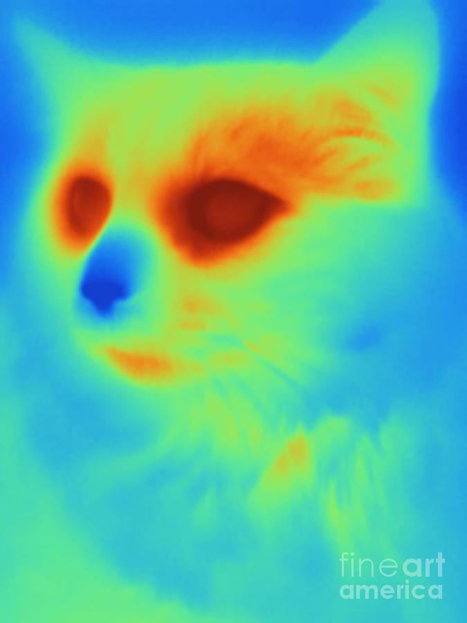 Thermogram Of A Cat Photograph by Ted Kinsman