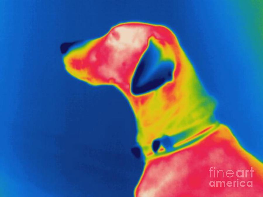 Thermogram Of A Dog Photograph by Ted Kinsman