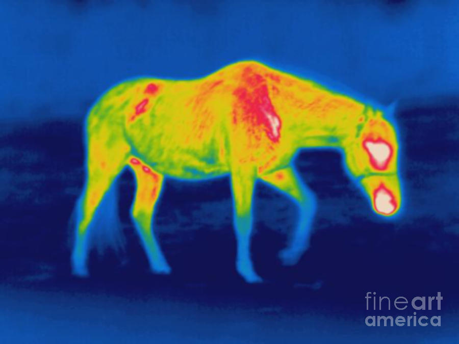 Thermogram Of A Horse Photograph by Ted Kinsman