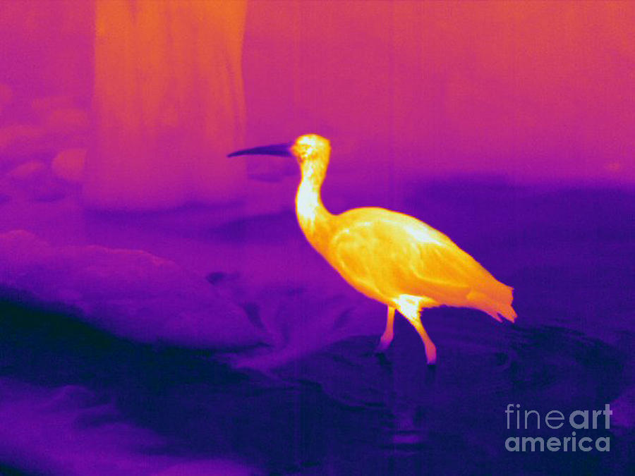 Thermogram Of A Scarlet Ibis Photograph by Ted Kinsman