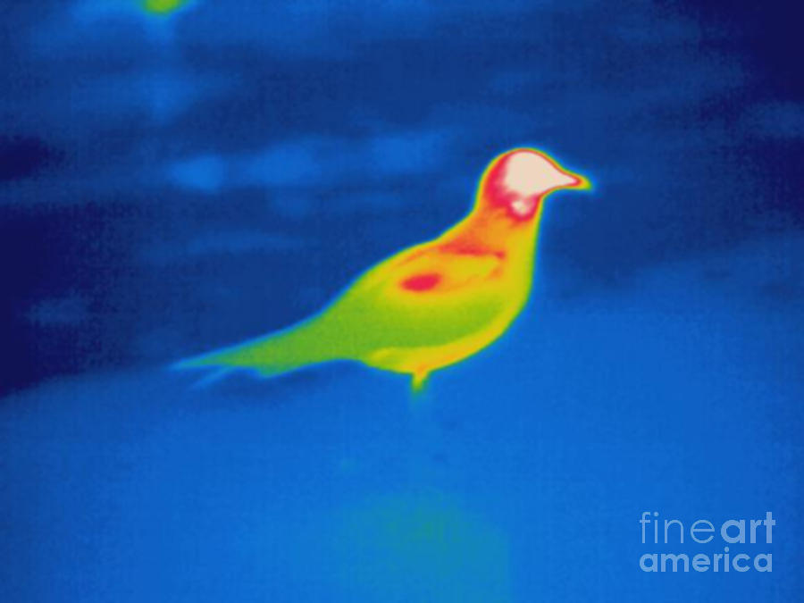 Thermogram Of A Seagull  by Ted Kinsman