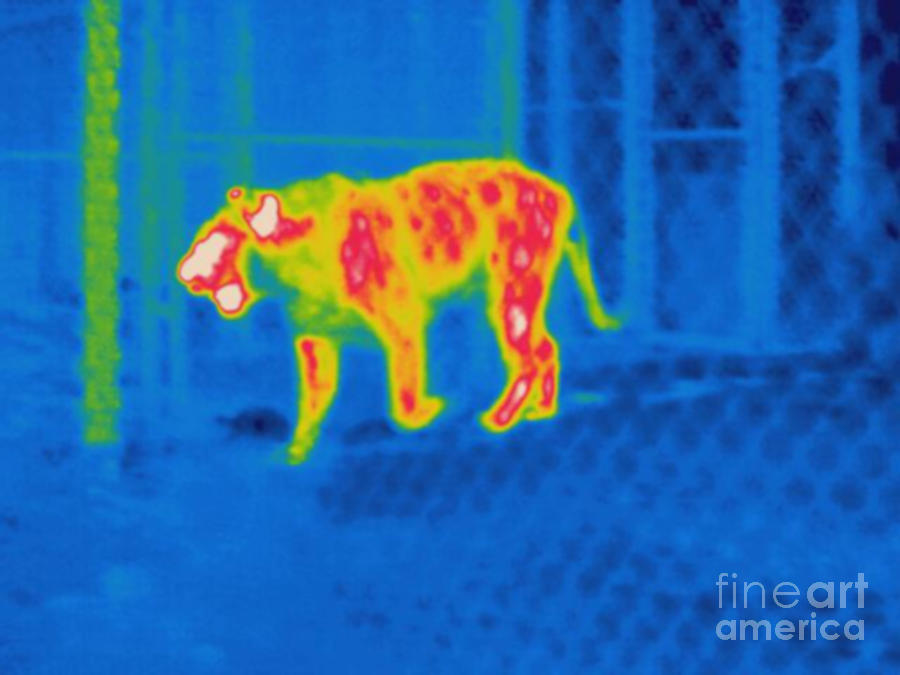 Thermogram Of A Tiger Photograph by Ted Kinsman