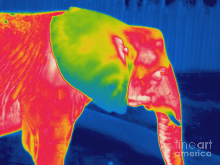 Thermogram Of An Elephant Photograph by Ted Kinsman