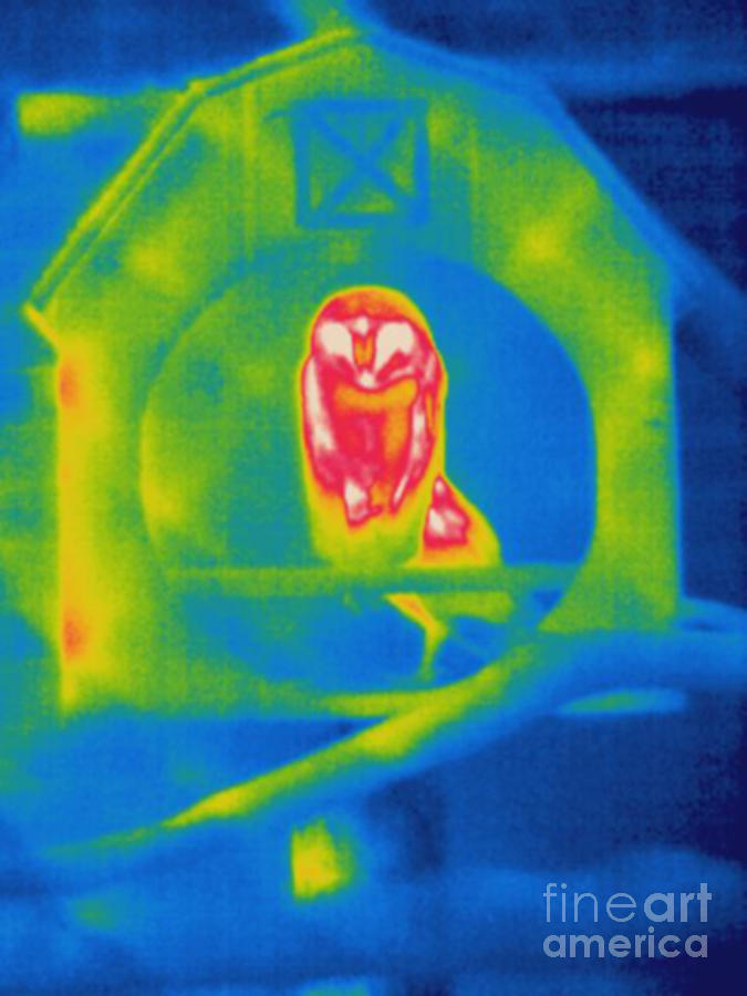 Thermogram Of An Owl Photograph by Ted Kinsman