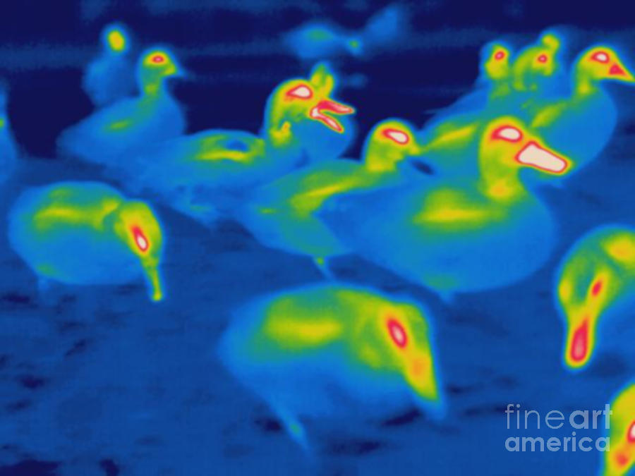 Thermogram Of Ducks Photograph by Ted Kinsman