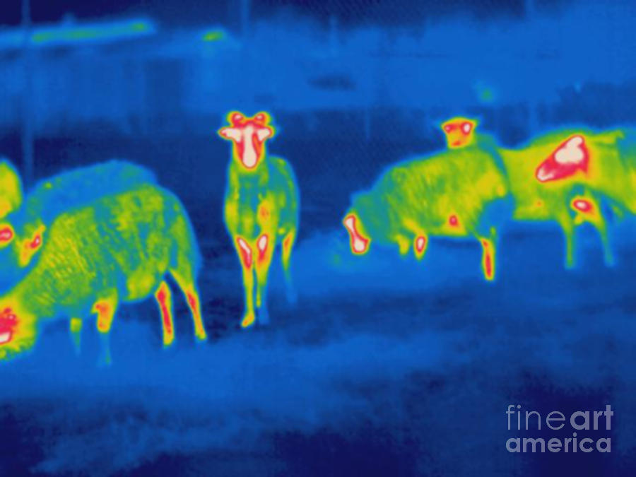 Thermogram Of Goats Photograph by Ted Kinsman
