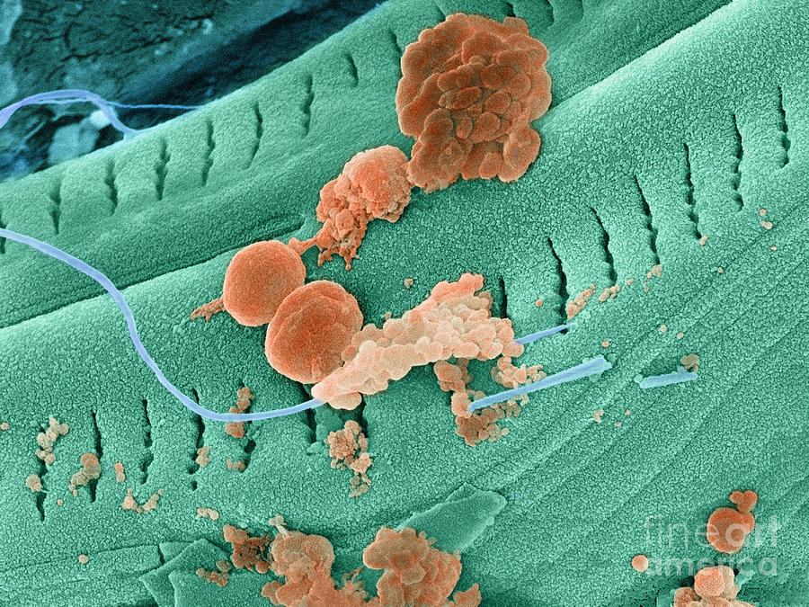 Thermophile Bacteria Photograph by Ted Kinsman