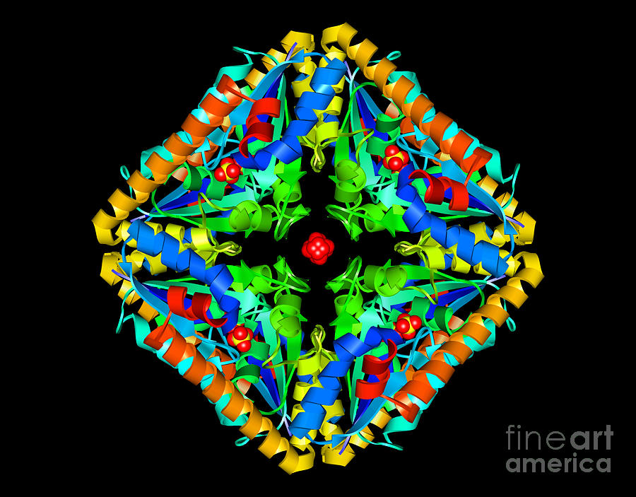 Thermotoga Maritime Protein Photograph by Science Source