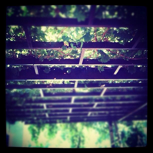 Nature Photograph - These Are Grape Vines! They Give The by Maria Avraamidou