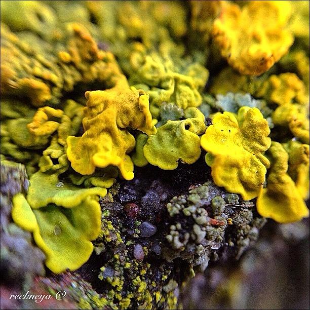 Nature Photograph - These Are Lichens. They Consist Out Of by Willem Smit