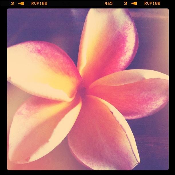 Bali Photograph - These Jepun Flowers Will Always Remind by Jayme Rutherford