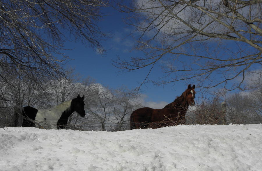 They look just as puzzled as I was by all the white stuff  Photograph by Kim Galluzzo Wozniak