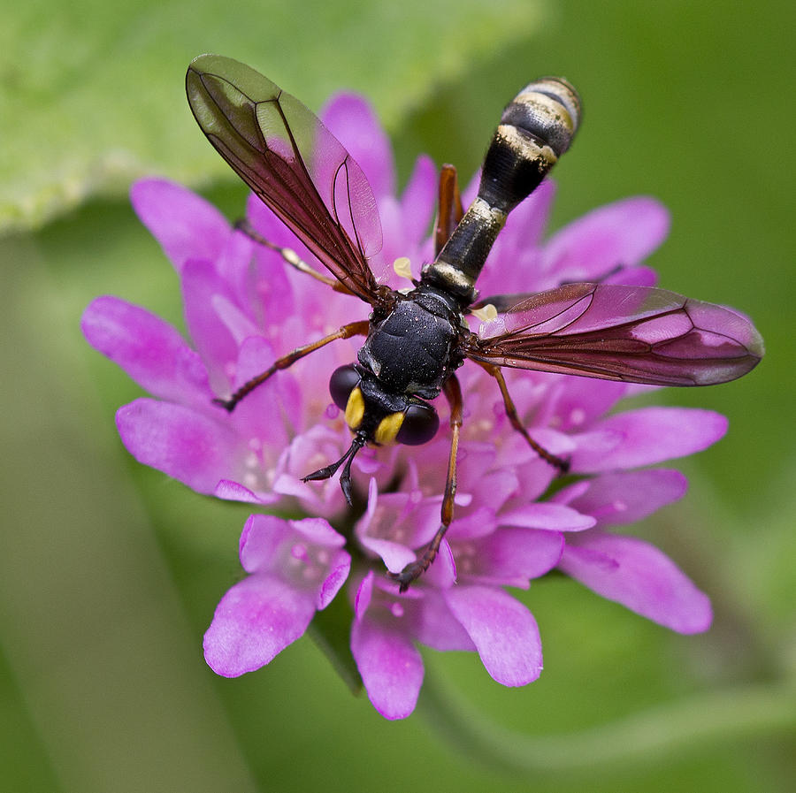 Thick-Headed Fly Photograph by Anne Sorbes - Pixels