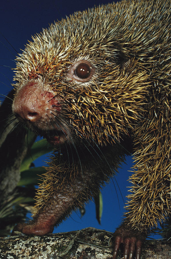 Thin-spined Porcupine Brazil Photograph by Mark Moffett