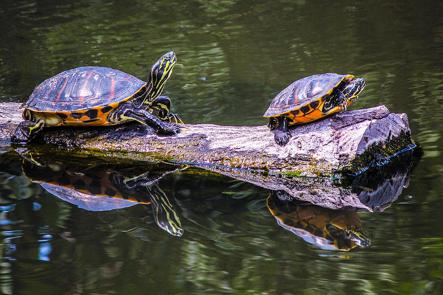 Things Are Looking Up..... Photograph by Lesley Brindley - Fine Art America