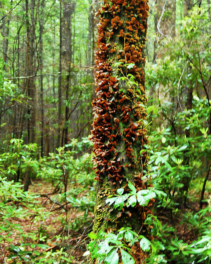 Things That Grow On Trees Photograph by Terry Cotton