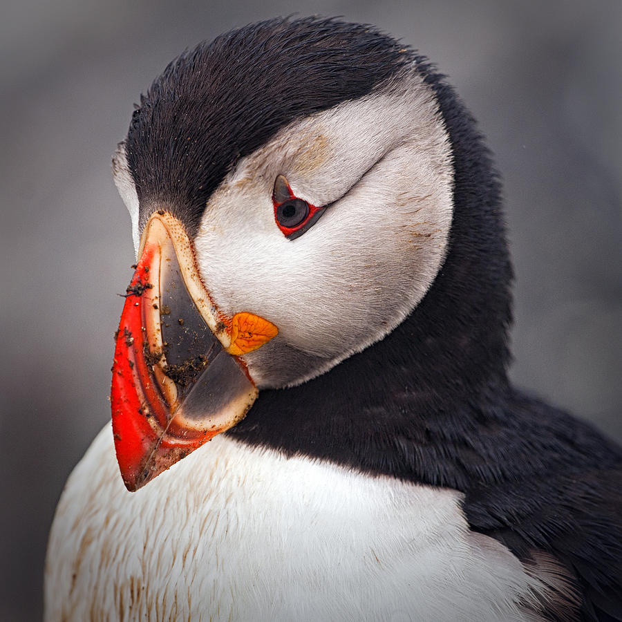 Puffin Photograph - Thinker by Robert Wicker