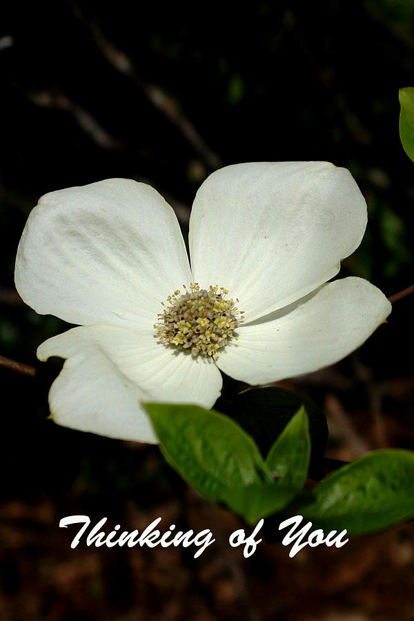Thinking of You Dogwood Photograph by Betty Depee