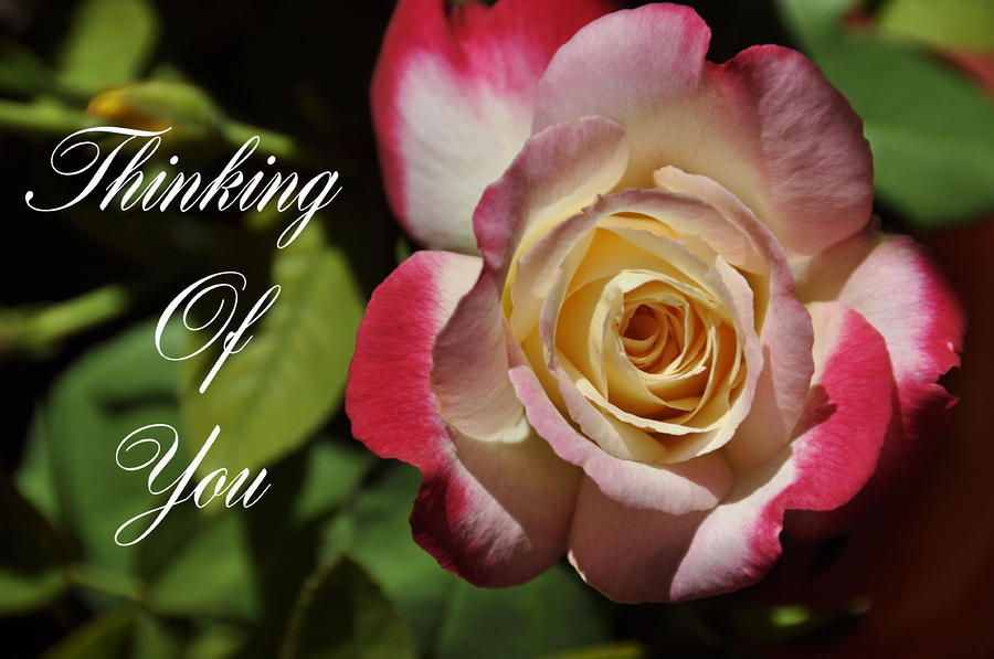 Rose Photograph - Thinking Of You by Jan Amiss Photography