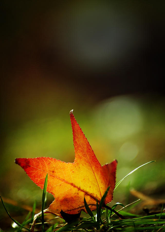 Fall Photograph - Thinking of You by Rebecca Sherman