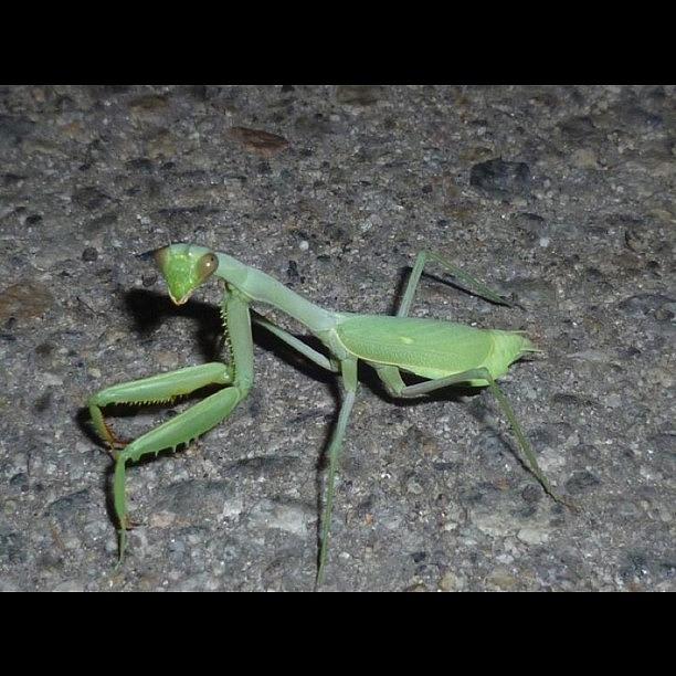 Third Mantis In One Week!!! It Means Photograph by Vball Moreno
