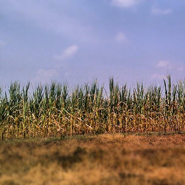 Farm Photograph - Thirsty Corn by Tosha Daugherty