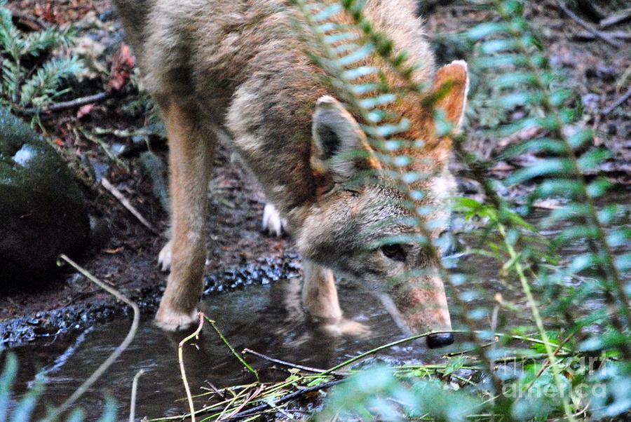 Thirsty Coyote Photograph by Frank Larkin