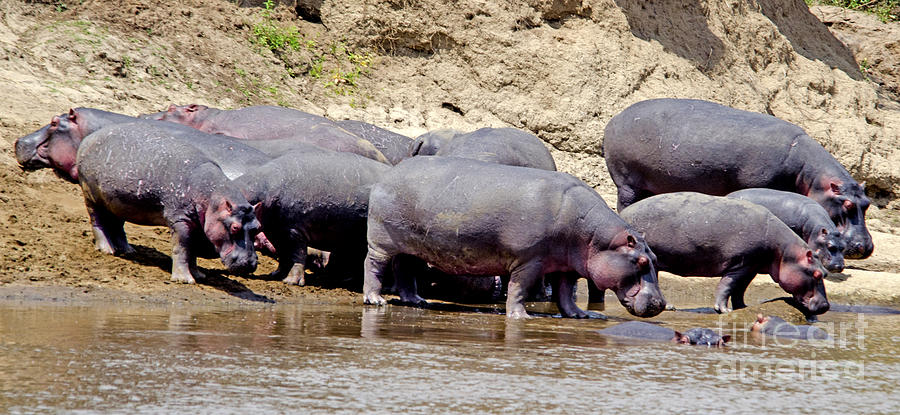 Thirsty Hippos Digital Art by Pravine Chester