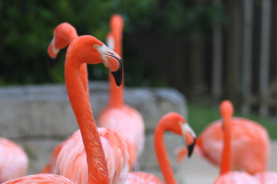 Pink Flamingos Photograph - Thirsty by Jose Rodriguez Pink Flamingos Photograph - Thirsty by Jose Rodriguez
