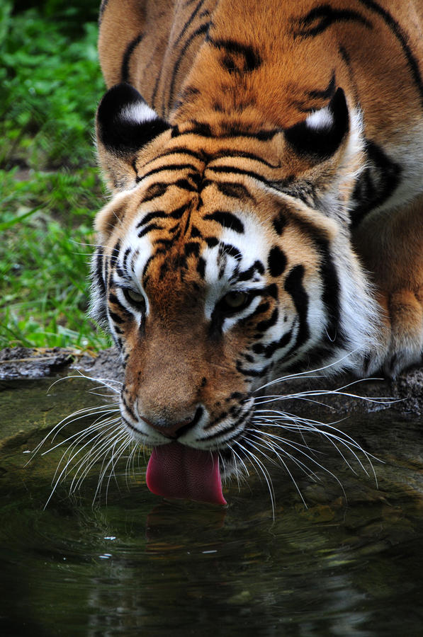 Thirsty Kitty Photograph by Mike Martin
