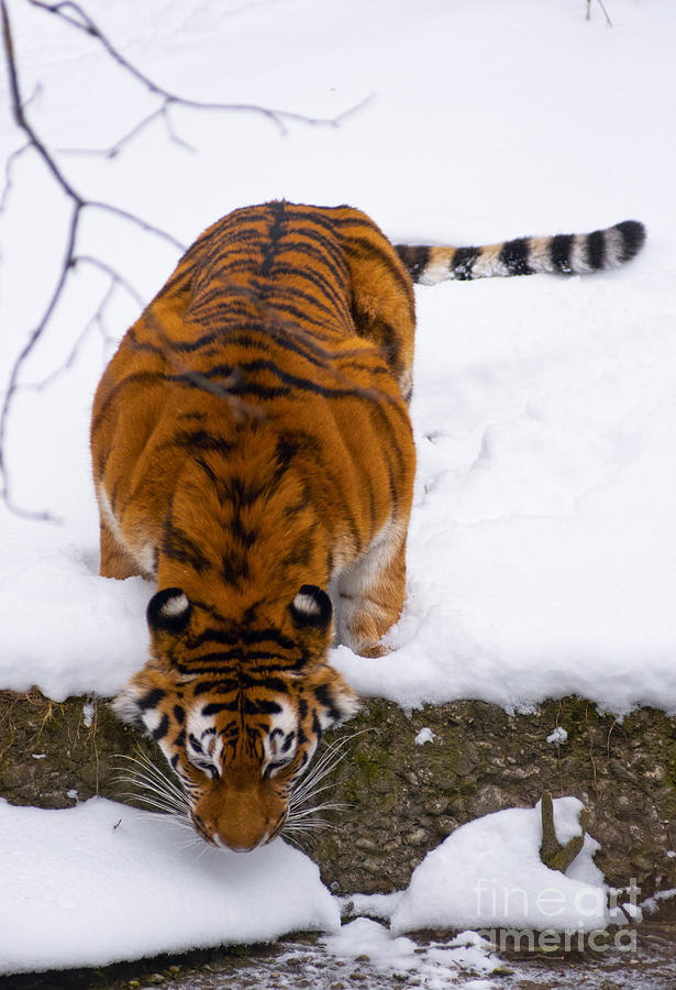 Animal Photograph - Thirsty Siberian tiger by Andrew  Michael