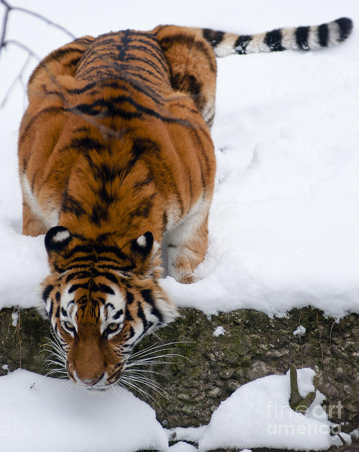 Thirsty Siberian tiger in the snow Photograph by Andrew  Michael