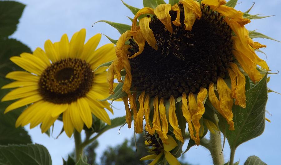 Thirsty Sunflower Photograph by Elizabeth Sullivan