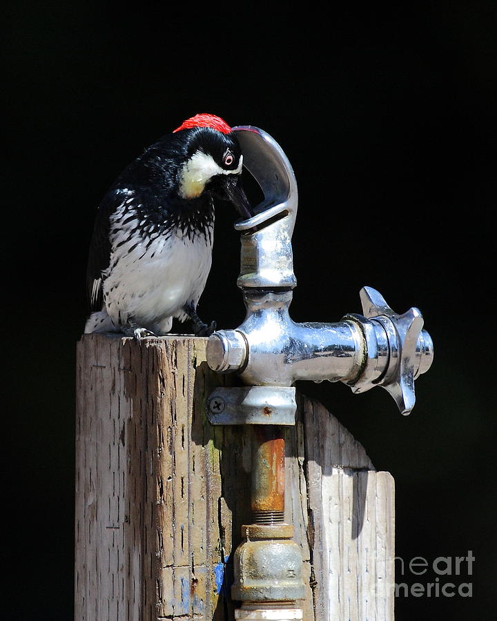 Thirsty Woodpecker . 40D9079 . Vertical Cut Photograph by Wingsdomain Art and Photography