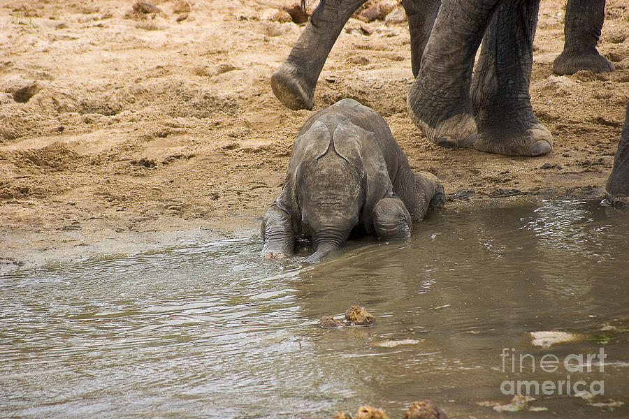 Elephant Photograph - Thirsty Young Elephant by Darcy Michaelchuk