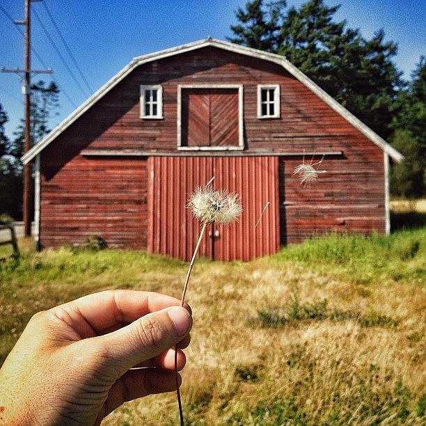 This Barn Is Dandy, And I Aint Lion! Photograph by Tyson Edwards