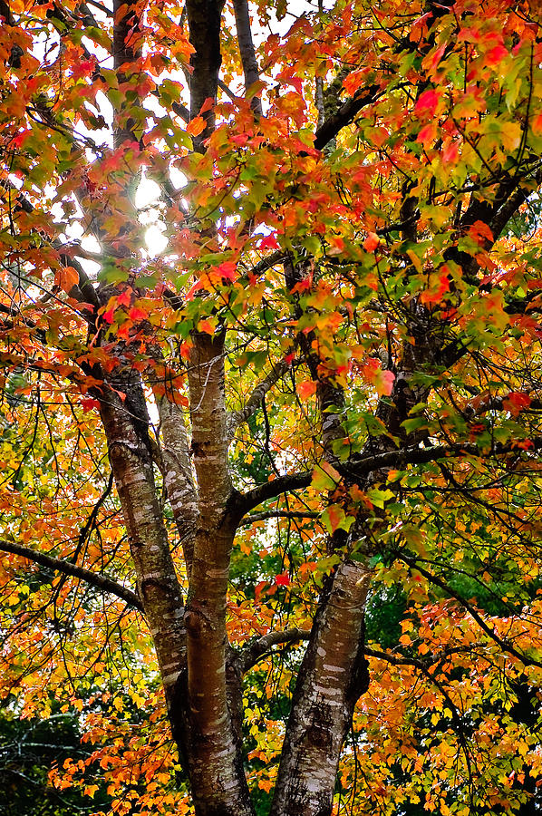 This Corner of Autumn Photograph by Gene Hilton